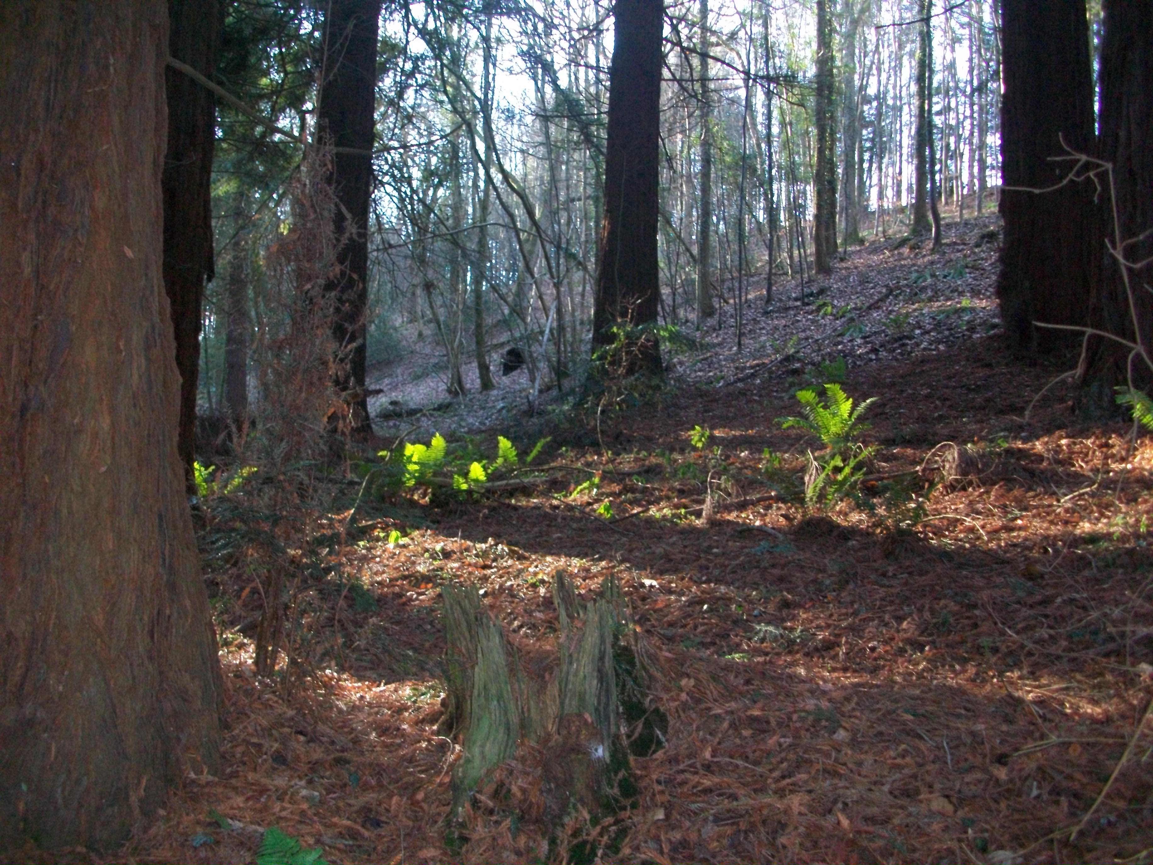 Woodland at The Hurst, Arvon